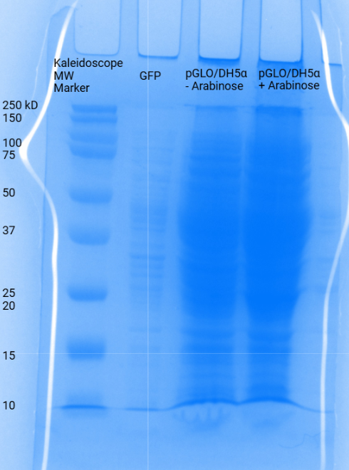 Western Blot