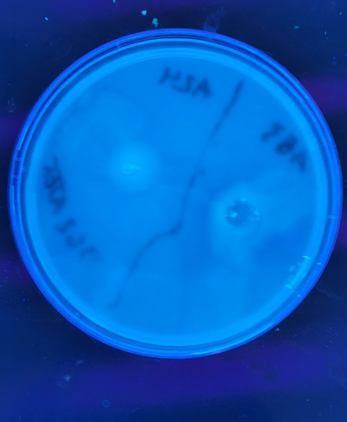 PCR motility plate